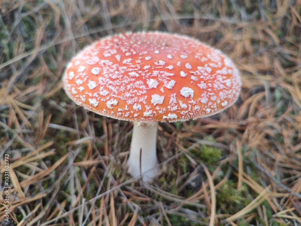 Fly agaric mushroom in forest Fly agaric mushroom in forest