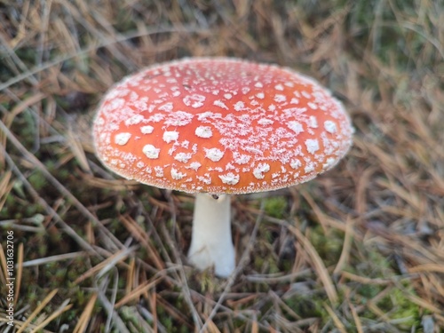Obraz na płótnie Fly agaric mushroom in forest w salonie