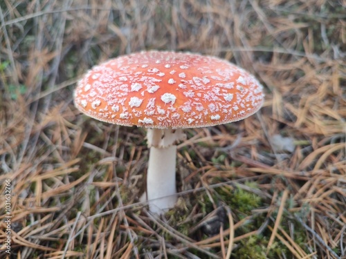 Obraz na płótnie Fly agaric mushroom in forest w salonie