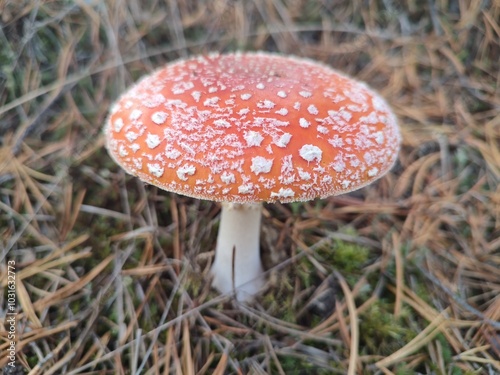 Obraz na płótnie Fly agaric mushroom in forest w salonie