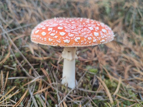 Obraz na płótnie Fly agaric mushroom in forest w salonie