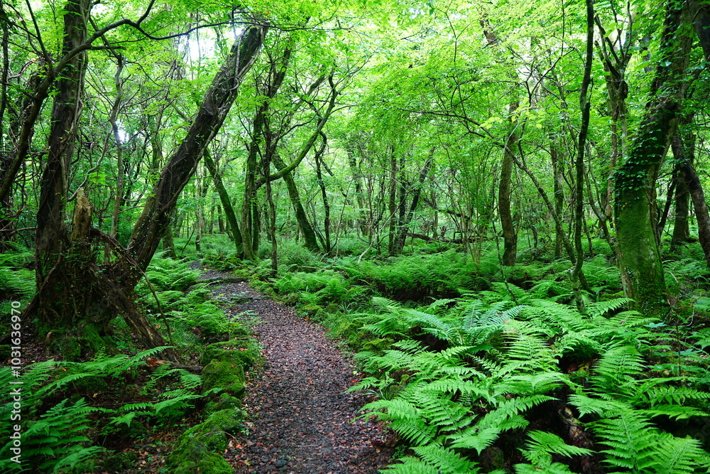 Obraz premium fine spring path through thick ferns