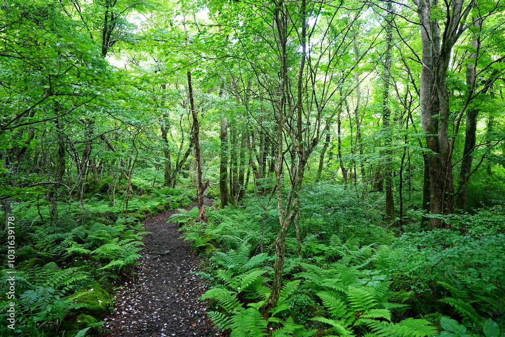 Obraz premium fine spring path through thick ferns