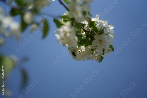 white flowers on sky and bee