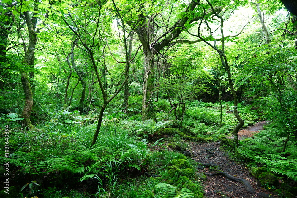 Fototapeta premium mossy old trees and path in spring forest