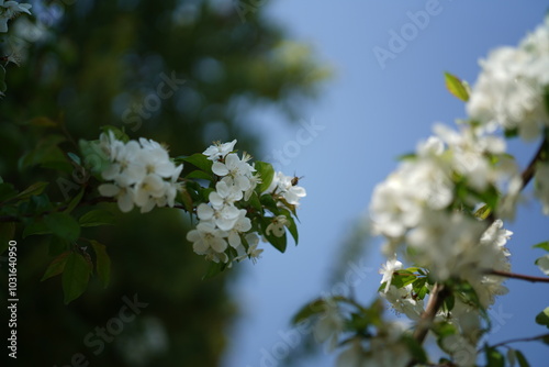 blossom in spring