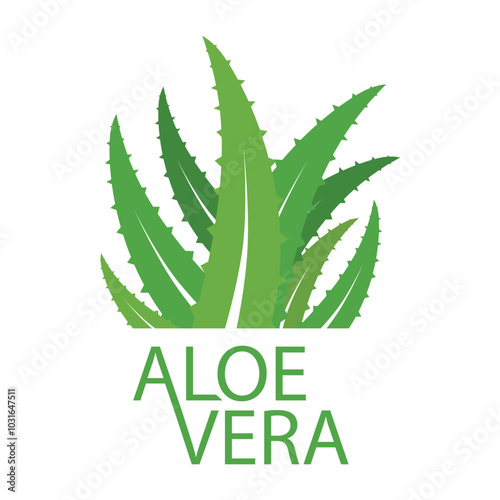 Aloe vera. The beneficial aloe vera plant is used in medicine and cosmetology. Logo. Vector illustration.
