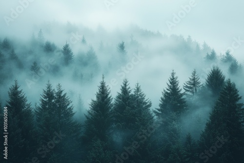 Fog Background in Nature