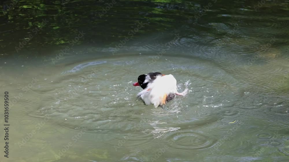 The common shelduck, Tadorna tadorna is a waterfowl species of the shelduck genus, Tadorna. The common shelduck, Tadorna tadorna is a waterfowl species of the shelduck genus, Tadorna.