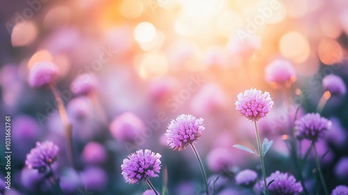 Selective focus of flowers with summer bokeh background. Close up shot of beautiful purple pincushion flower in vintage color style field  photo