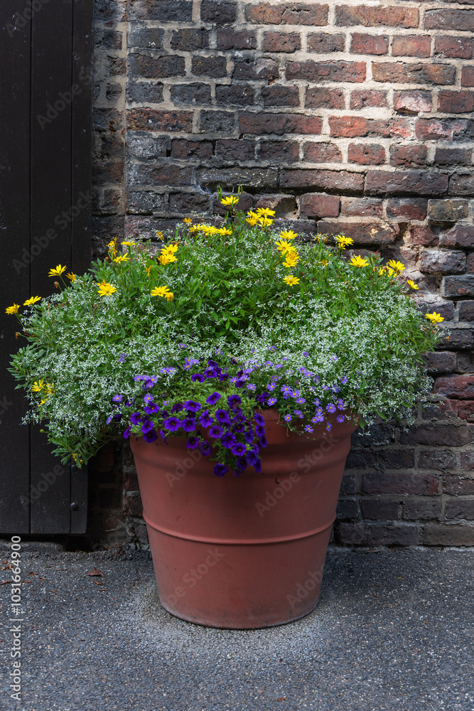 flowers in pots flowers in pots