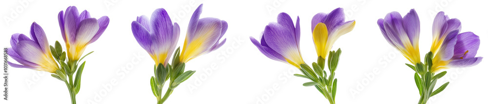 Naklejka premium High-Quality PNG of Stud of blue vanda isolated on transparent background– High Resolution