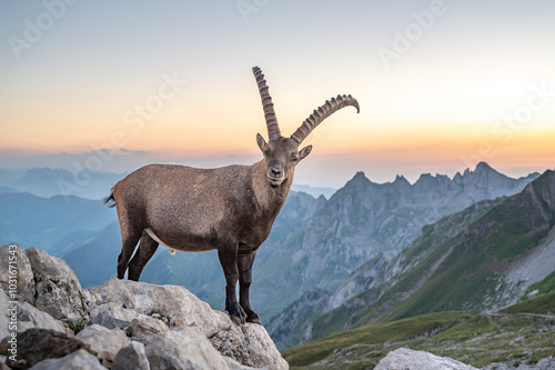 Steinbock im Alpstein