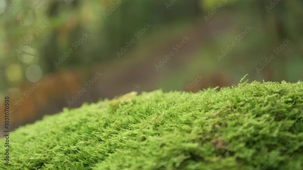 Colourful leaves falling in slow motion Colourful leaves falling in slow motion