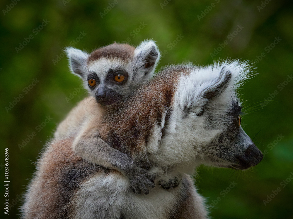 Fototapeta premium Close-up monkey lemur catta with baby