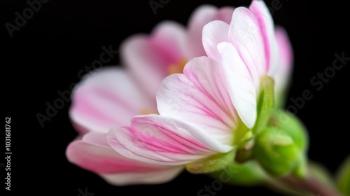  A pink and white flower with a green stem, closely framed against a black backdrop