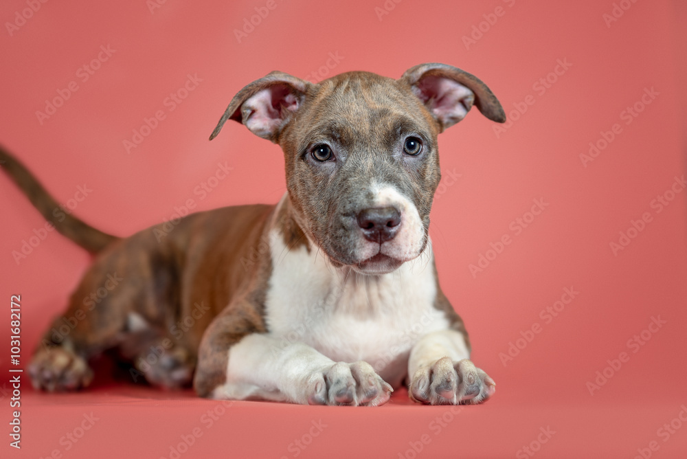 Staffordshire Terrier puppy lying on a coral studio background Staffordshire Terrier puppy lying on a coral studio background