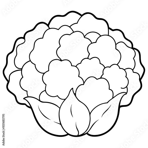 cauliflower and leaves line art
