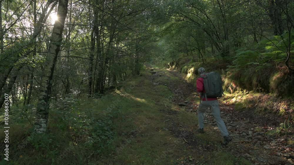 Backpacker hiking in a forest trail Backpacker hiking in a forest trail