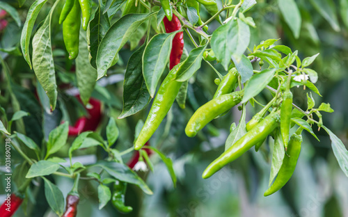 Red chili peppers growing in the field. Capsicum annuum