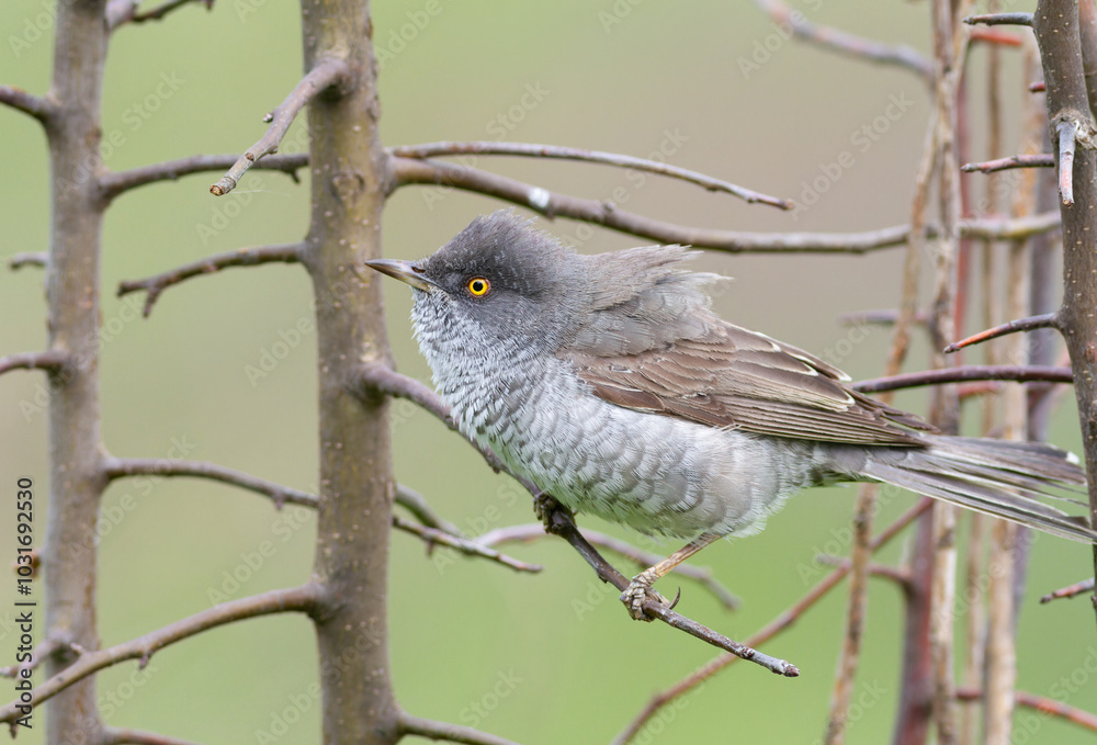 Fototapeta premium Barred warbler, Sylvia nisoria. A bird sits on a bush branch