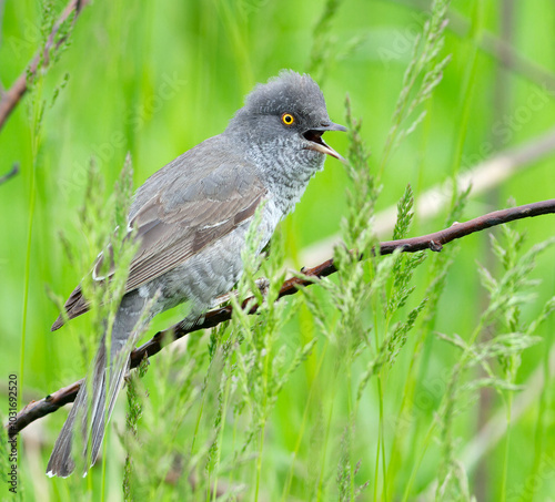 Barred warbler, Sylvia nisoria. A bird sings in the meadow among the grass photo