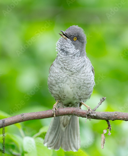 Barred warbler, Sylvia nisoria. A bird sings sitting on a tree branch photo