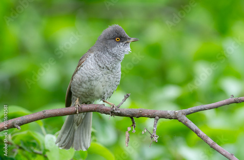 Barred warbler, Sylvia nisoria. A bird sitting on a branch, beautiful green background