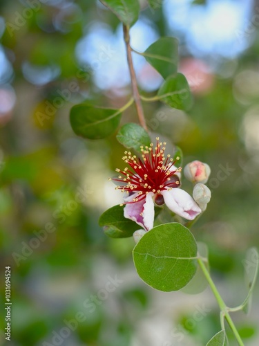 Feijoa flowers blooming, red and white flowers in natural habitat photo