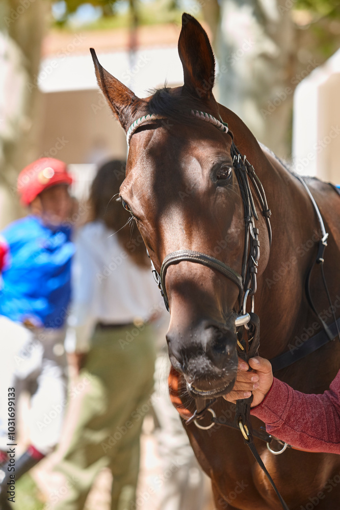 Race horse head detail. Purebred in the hippodrome. Turf