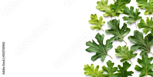 A collection of green oak leaves arranged on a white background.
