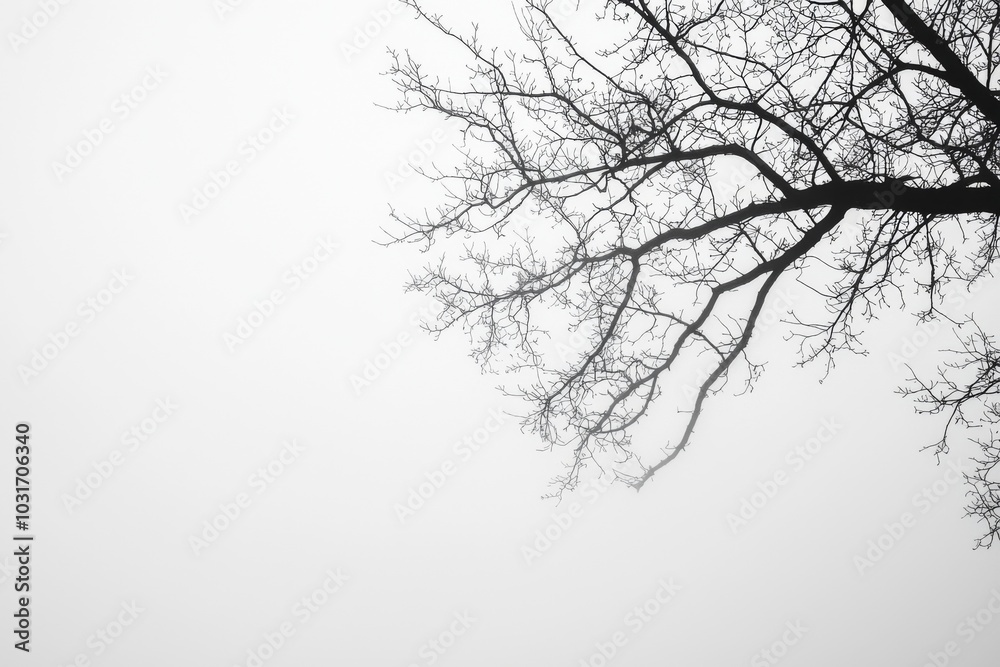 custom made wallpaper toronto digitalFog Background in Nature