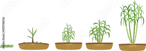 sugar cane growth illustration on white background
