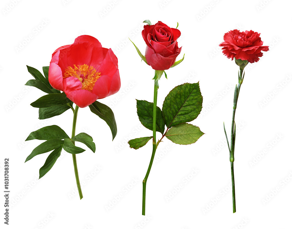 Set of red flowers (peony, rose, carnation) isolated on white ir transparent background Set of red flowers (peony, rose, carnation) isolated on white ir transparent background