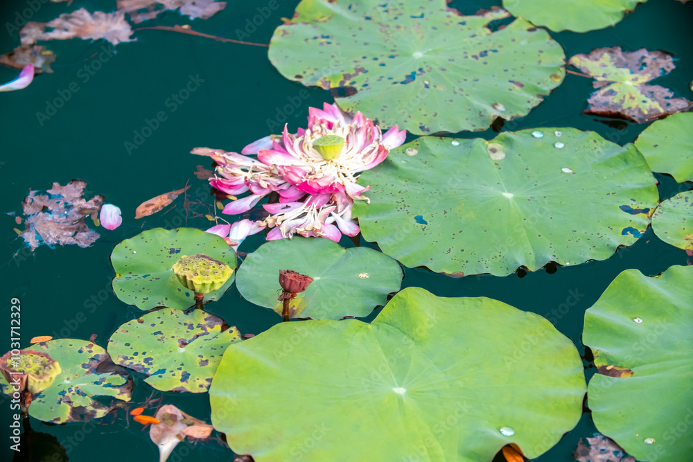 Pond with lotuses. Water lily close-up. Faded flower with fallen petals, ripe lotus capsule with seeds. Sacred flower of water lily in Buddhism. Tropical nature. Pond with lotuses. Water lily close-up. Faded flower with fallen petals, ripe lotus capsule with seeds. Sacred flower of water lily in Buddhism. Tropical nature.