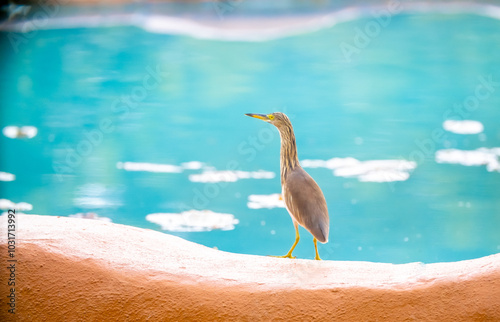 A white-winged heron near a pond, standing, drinking water, looking around. Tropical bird close up. Beautiful tropical wildlife. Beautiful wildlife. photo