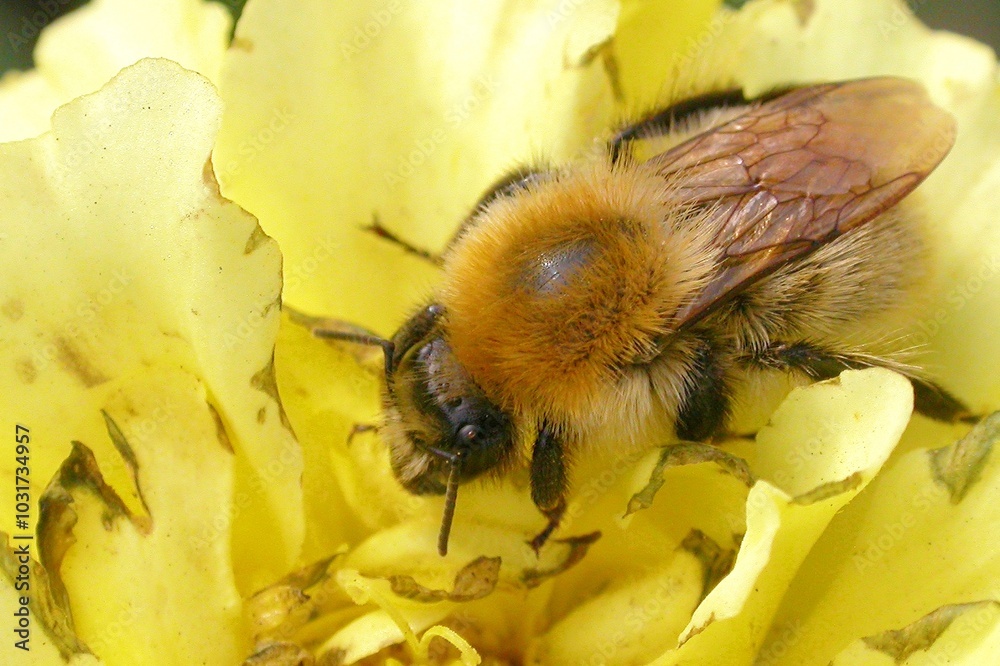 Bumblebee on a flower macro. Bumblebee collects flower nectar Bumblebee on a flower macro. Bumblebee collects flower nectar