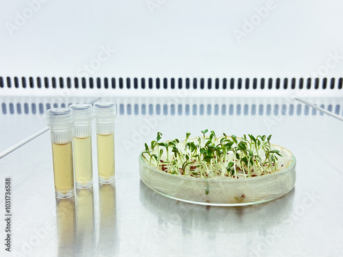 Three small test tubes with yellow liquid next to a petri dish and sprouted lettuce seeds, a study of the effect of a food lettuce growth enhancer.