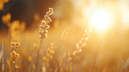 Delicate wildflowers stand tall in a sunlit field, basking in the warm glow of sunlight, capturing the essence of a tranquil morning in nature's embrace.