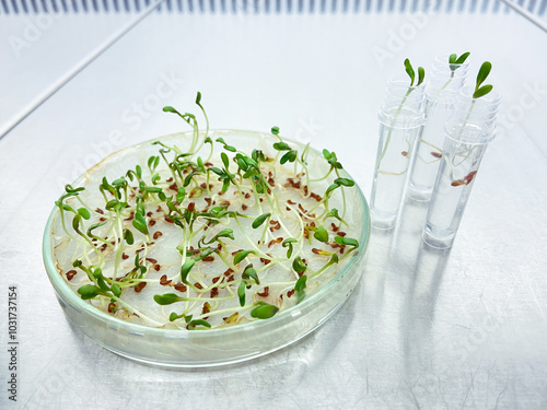Petri dish with young plants, experimental plants in the laboratory, individual seedlings in test tubes.
