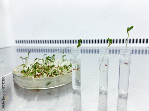 The first genetically modified plants for human nutrition were produced in the laboratory.