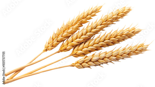 Four golden wheat heads with long stalks, bundled closely together, each displaying a neat array of kernels, against on a transparent background