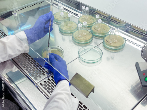A scientist works with bacteria in the sterile conditions of a fume hood. Petri dishes with bacteria that the scientist subcultures with a microbiological loop.