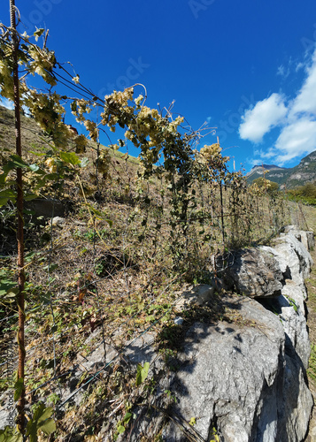 Hop plants in Ticino Valley, Switzerland photo