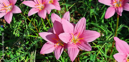 Pink zephyranthes flowers bloom in a meadow in the sun. Panorama. photo