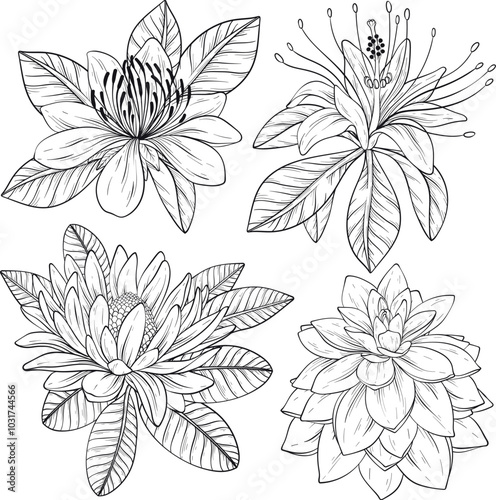 Tropical flowers and leaves. Vector exotic set, floral elements isolated, Black and white