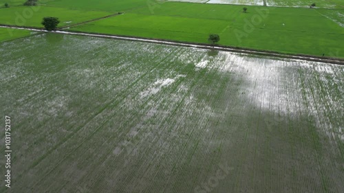4K view of beautiful green rice fields in the suburbs or countryside in the evening when the sun sets.