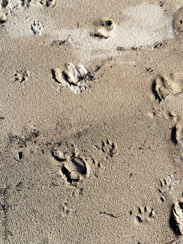 Wild animal tracks on a sandy wild beach. A beach with a pile of rocks and footprints in the sand. The footprints are in a line and the rocks are scattered around the beach.