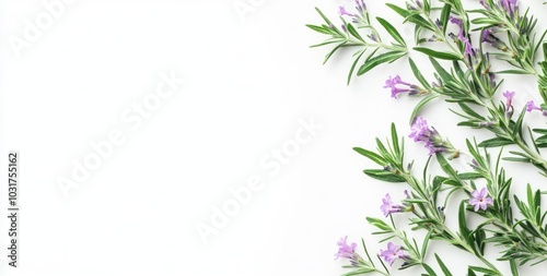 A minimalist composition featuring fresh rosemary sprigs with delicate purple flowers.