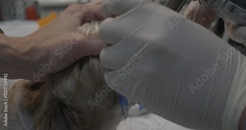 A veterinarian intubates a dog during surgery, ensuring proper breathing management in a veterinary clinic setting. Inserting a dog's endotracheal tube before surgery. photo